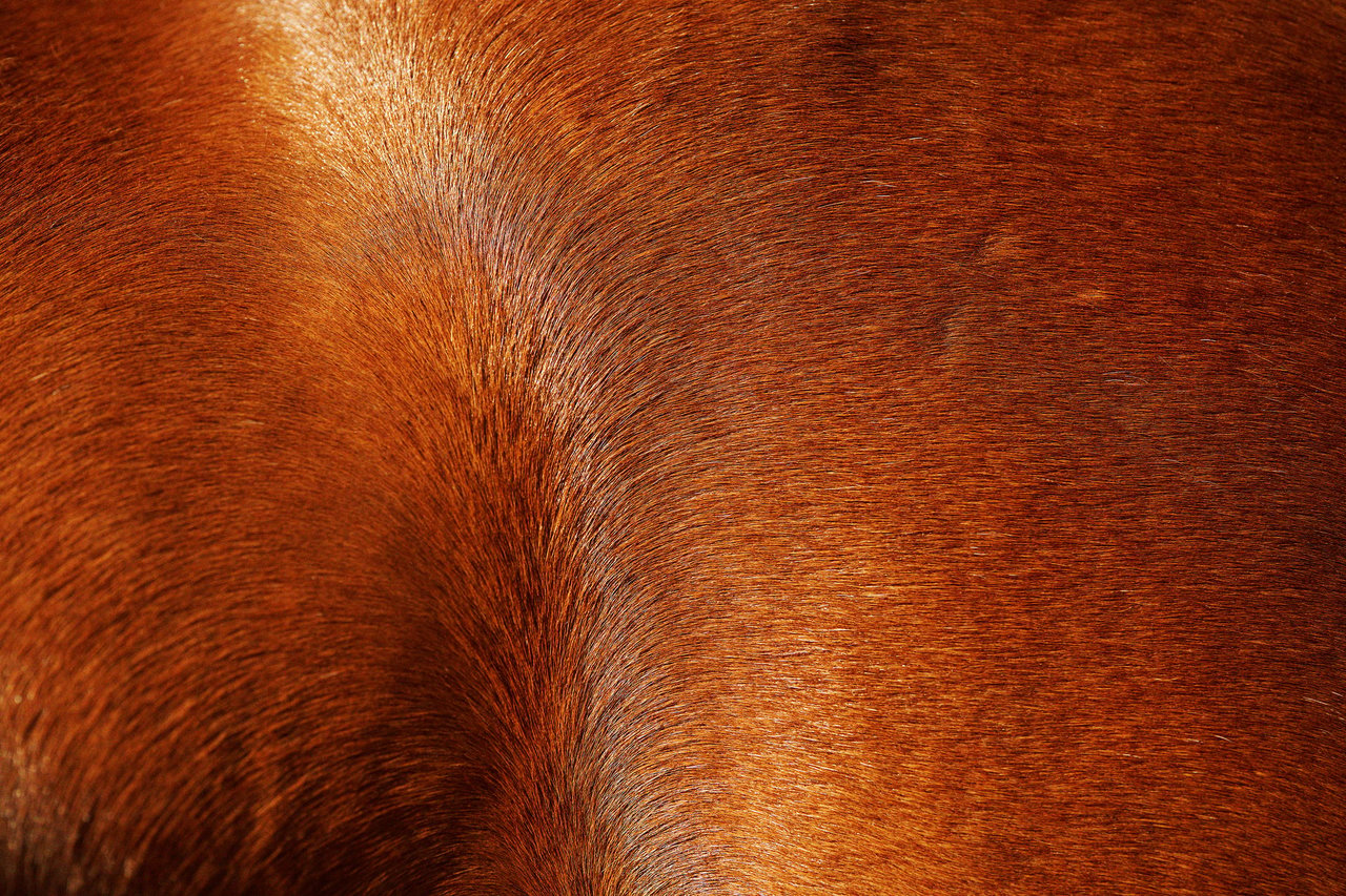 Rodeo — Sally Montana